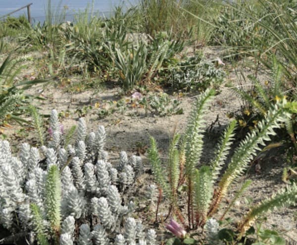 Jardin Botanique de Saint-Jean-de-Luz
