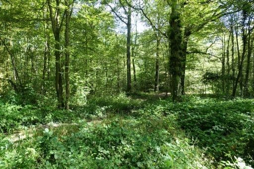 Forêt Domaniale de Meudon